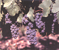 Insecticide - Dursbel Vigne - Usages multiples contre tordeuses, cochenilles, cicadelles_0