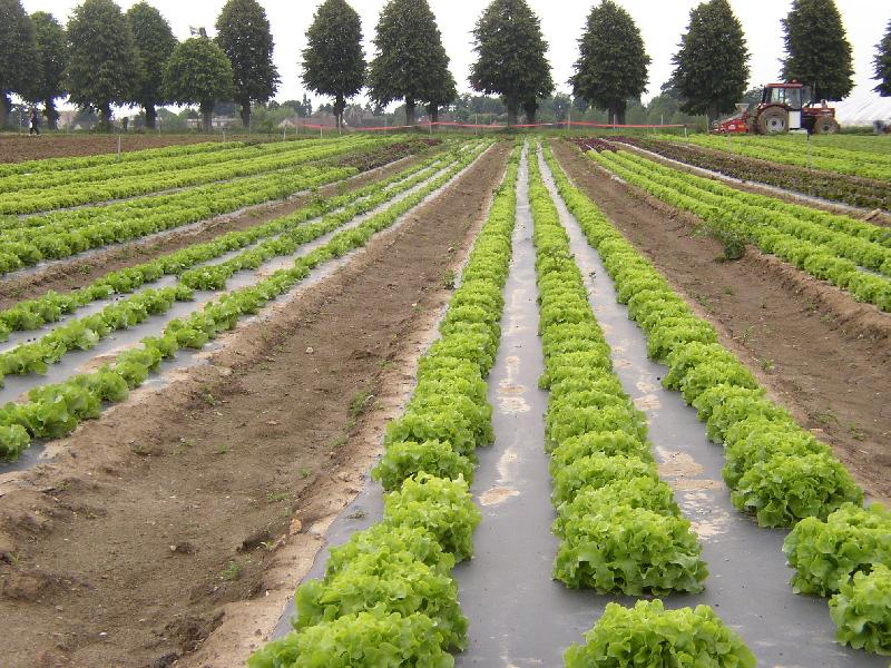 Film de paillage Bio 15µ - 1m60 - PLA - Label OK compost - Longueur 1500m - Réf 142705 - Marque Intermas_0