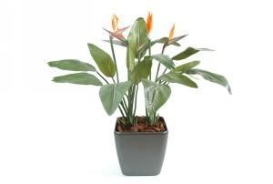 STRELITZIA EN POT