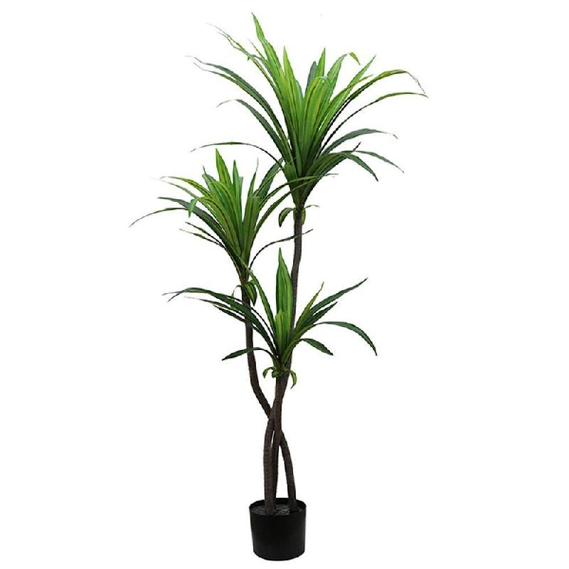Dracena dans pot H130cm_0