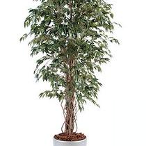 PLANTE FICUS LIANE + POT