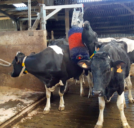 Brosse à vaches robuste, électrique, pivotante et articulée pour un troupeau plus calme et performant - RELAXMAX_0