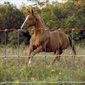 Clôture 48'' pour chevaux - ranch cunicole - longueur 100 pieds - maille 2''x4'' galvanisée et résistante_0