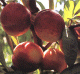 Insecticide Dursbel - Arboriculture - Cochenille du mûrier et autres nuisibles_0