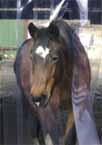 Rideaux à lanières transparentes sur mesure pour box à cheval - différentes dimensions_0