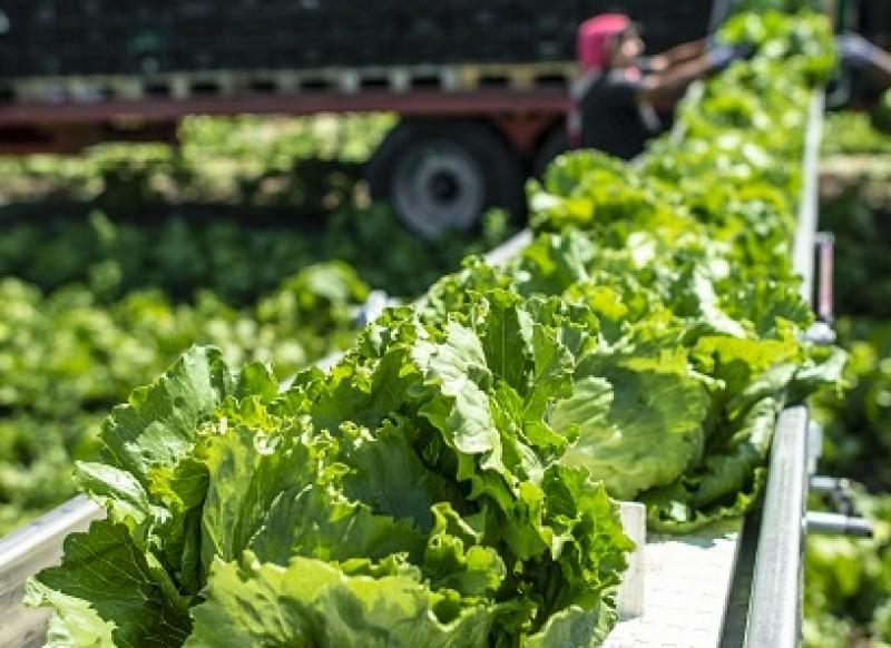 Convoyeurs à tapis pour l'industrie agroalimentaire - fabrication sur mesure - Lecitech_0