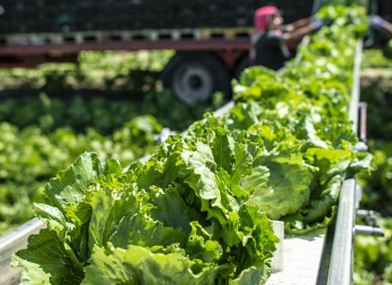 Convoyeurs à tapis pour l'industrie agro - alimentair - lecitech_0