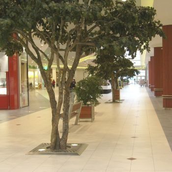 Grille d'arbre en inox - Dimensions 1000x1000 ou 1500x1500 mm - FRANCE INOX INDUSTRIE_1