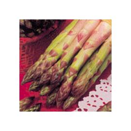 GRIFFES D'ASPERGES ARGENTEUIL - LA BOTTE DE 20 - FABRE GRAINES