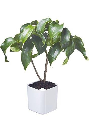 Pot de fleur EDEN Plantenpot - Blanc 20x20x21 cm - 5 L - Orthex 54110 (6)_0