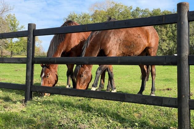 Clôture bois élégance pour chevaux - horse stop - 3 lices, 1m50 - ref. Bel225-3_0