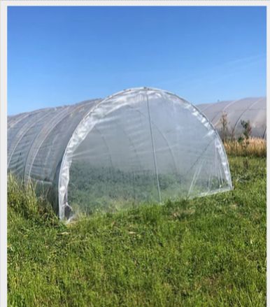 Serre tunnel pour fraisiers