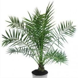 MTI PLANTE VERTE PHOENIX ROBELLINI HAUTEUR 140 CM DIAMÈTRE 45 CM