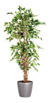 FICUS LIANE + POT ROND GRIS ANTHRACITE