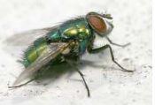 Insecticide Géraniol Aerovert AE721428 - Solution Biodégradable à Base Aqueuse pour Insectes Volants_0