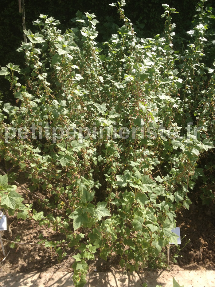 Arbuste Fruitier Cassissier Les Vegetaux De Picardie Hellopro