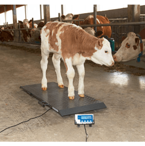 Balance pour animaux - 3 dimensions - PS 1000/2000/3000 - jusqu’à 1 500 kg - 0131405_0