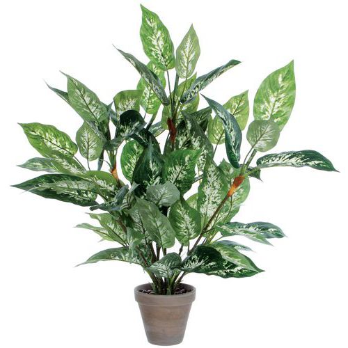 PLANTE DIEFFENBACHIA BICOLORE HAUTEUR 70CM - VEPABINS