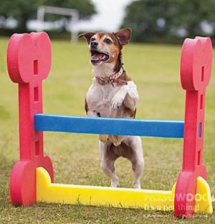 Haie d'agility indoor en mousse - pour petits et jeunes chiens - réglable et sécurisée_0