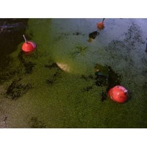 Système de pompage de lentilles d'eau et azolla pour petit étang (moins de 500m²) - Skimcrush Light_0