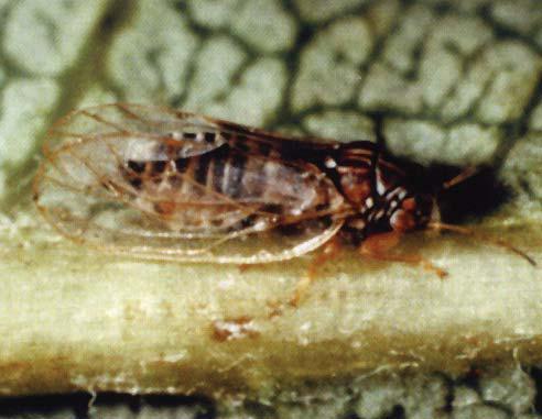 Insecticide agrimec_0