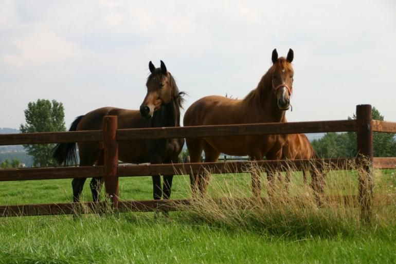 Massive - Clôture en bois pour chevaux - De Sutter Naturally - Hauteur 1m20 à 1m30 - Poteaux ronds robustes et assemblage sans clous ni vis_0