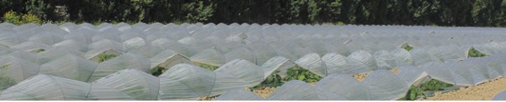 Tunesol Naturel - Film agricole multicouche - Solplast - Résistant pour cultures semi-forcées_0
