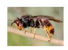 Insecticide choc guêpes et frelons - aérosol avec diffuseur type extincteur - effet choc et rémanent_0