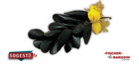 PETITES GRAPPES DE MOULES AVEC CITRON