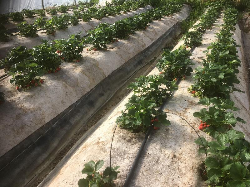 Toile de paillage 100% chanvre - 50m x 120cm, biodégradable et utilisable en agriculture biologique_0