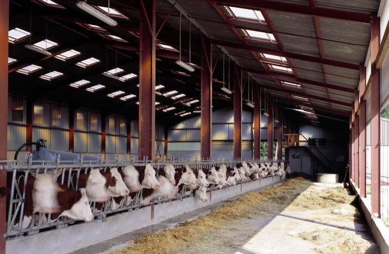 Bâtiment d'élevage pour vaches laitières - Eclairage naturel, ventilation et régulation de l'humidité - WALTEFAUGLE_0