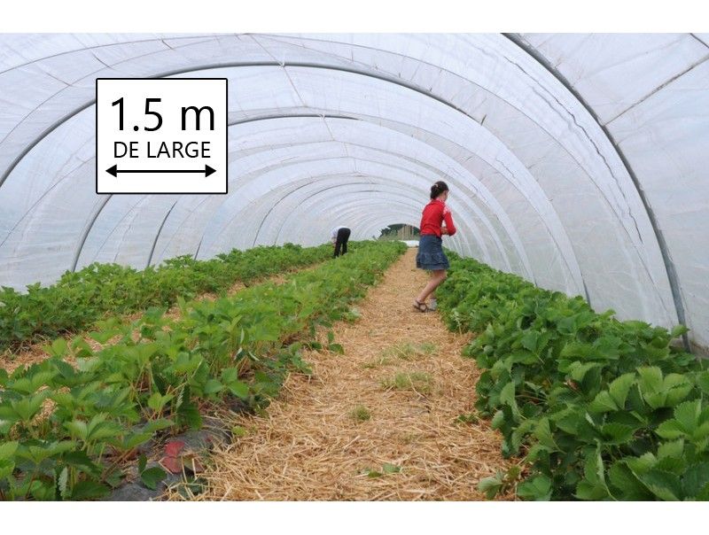 Pk0024 - bâche transparente largeur 1.5 m, longueur 5 m (1.5 x 5 m) pour serre de jardin, pebd - bâches direct - 150 microns_0