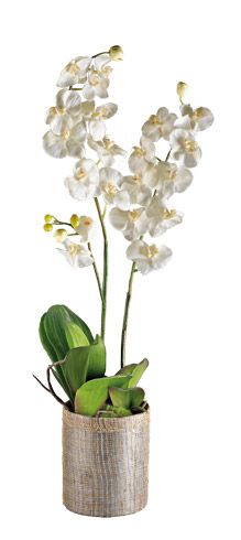 ORCHIDÉE BLANCHE + POT DÉCO -