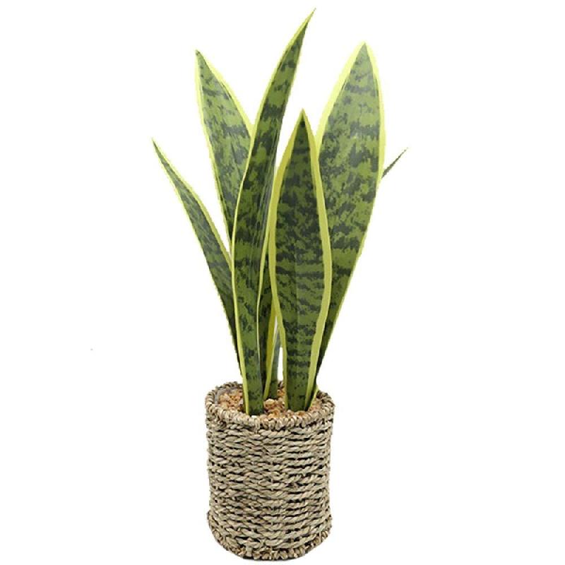 Sansevria dans pot corde H42cm_0