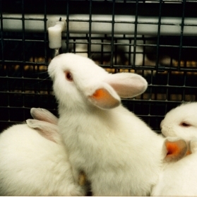 Systèmes d’abreuvement pour lapins - inox haute qualité - hygiène optimisée et débit adapté_0