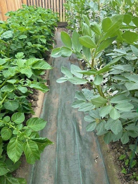 Toile de paillage étroite verte - 50cm, 7 kg_0