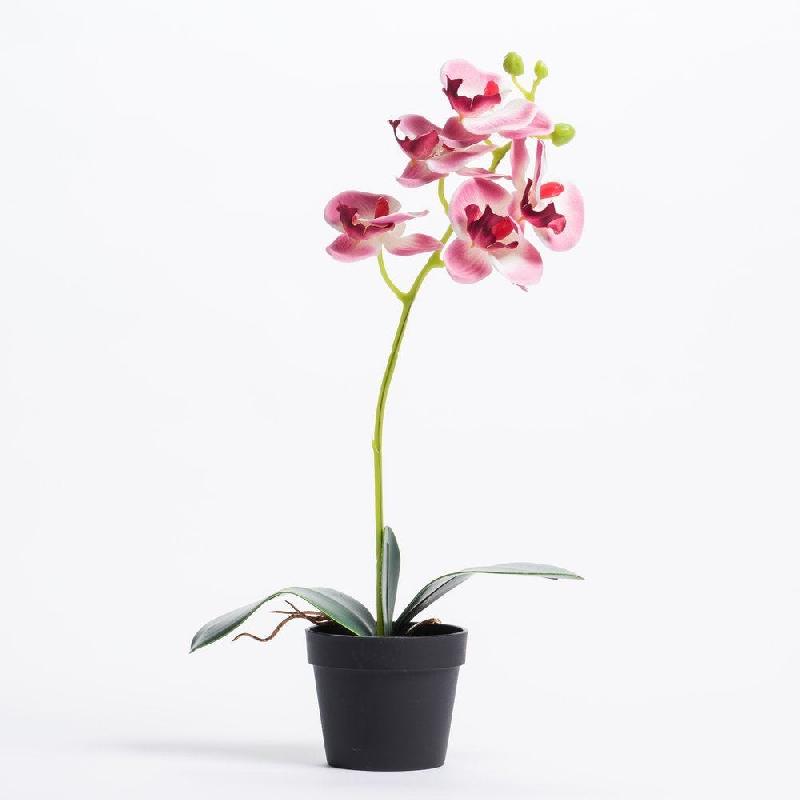 Orchidée rose dans pot H 40 cm_0