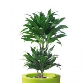 MTI PLANTE VERTE ADRACAENA COMPACTA HAUTEUR 60/70 CM DIAMETRE 30 CM