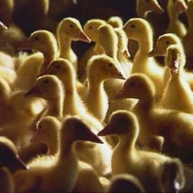 Système d'abreuvement déplaçable Lubing - châssis extérieur pour canards et volailles_0