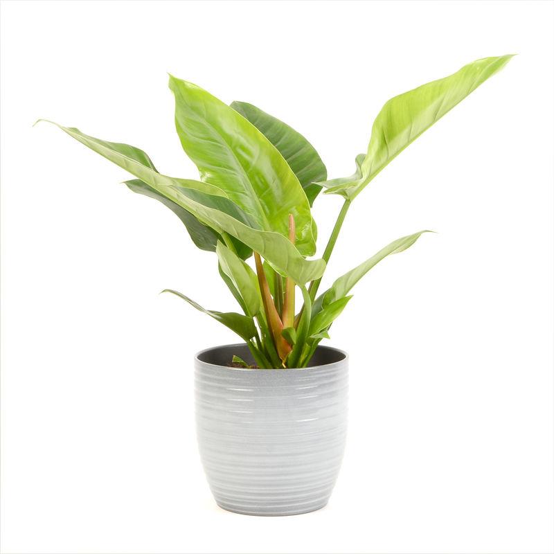 PHILODENDRON IMPERIAL GREEN EN CACHE POT VERNISS RELIEF PHILODENDRON IMPERIAL GREEN EN CACHE POT VERNISS RELIEF