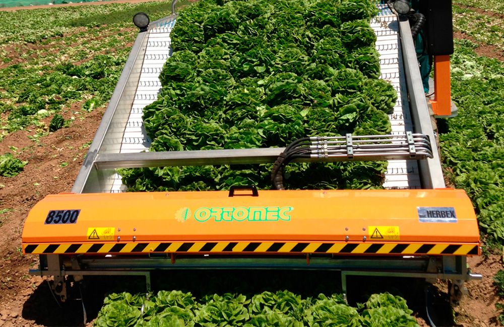 Récolteuse de légumes automotrice 8000 Lattuga - Ortomec SRL - largeur de la tête de récolte 120 à 180 cm_0