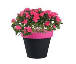 Pot de fleur style - Références disponibles avec dimensions et litrages variés_0