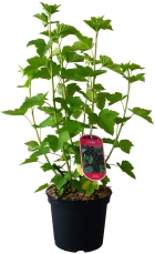 ribes nigrum andega 5871096