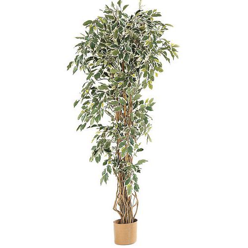 1 PLANTE FICUS LIANES FEUILLES VERTES CREME - PLANORGA