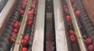 Calibreuse mécanique pour cerises et petits fruits csi_0
