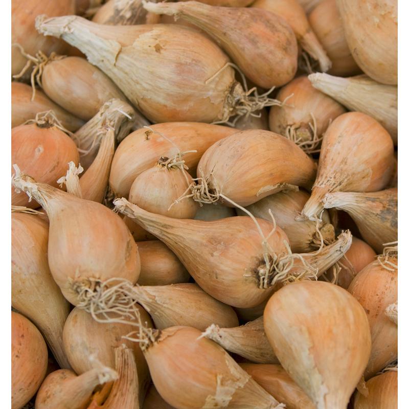 ÉCHALOTE GRISELLE - 1 KG - ÉPICES À REPIQUER - FABRE GRAINES Comparer ...