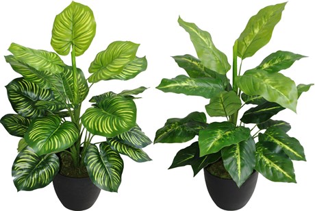 PLANTE DIFFENBACHIA ET HOSTA 50 CM