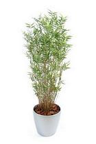 BAMBOU MULTITREE ORIENTAL