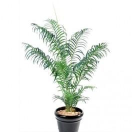 MTI PLANTE VERTE ARECA HAUTEUR 140 CM DIAMETRE 30 CM