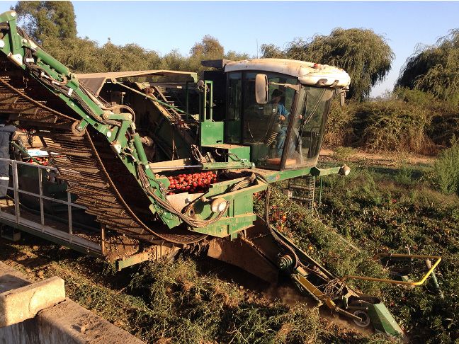 Récolteuse de tomate thv - mts - capacité de récolte 70 t/h - puissance 192 kw_0